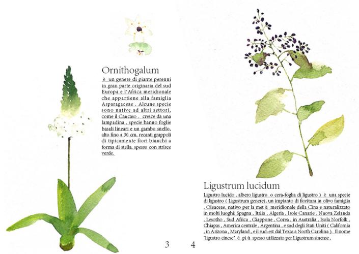 植物百科启蒙绘画-植物百科插画-图3